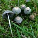 Coprinellus hiascens (Fr.) Redhead, Vilgalys & Moncalvo 2001的圖片