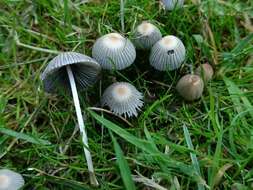 Image de Coprinellus hiascens (Fr.) Redhead, Vilgalys & Moncalvo 2001