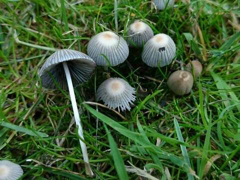 Image of Coprinellus hiascens (Fr.) Redhead, Vilgalys & Moncalvo 2001