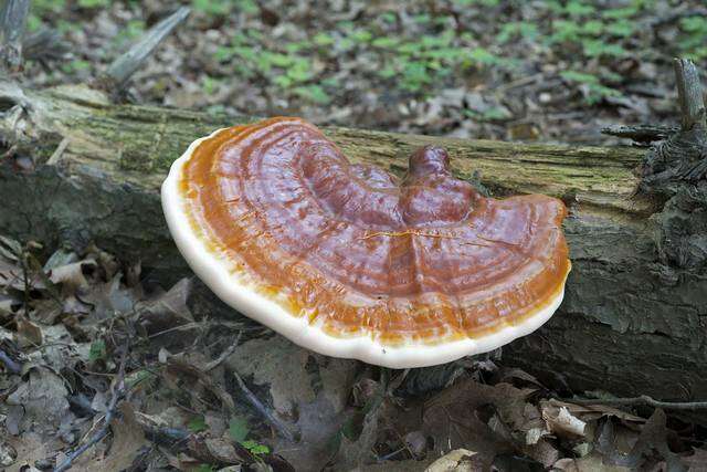 Image of Ganoderma tsugae Murrill 1902