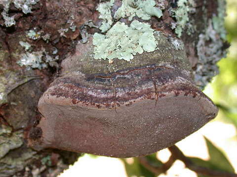 Imagem de Phellinus