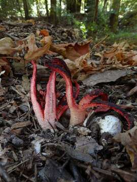 Image of Clathrus