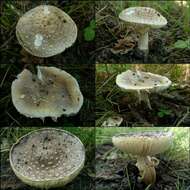 Image of Yellow spotted amanita