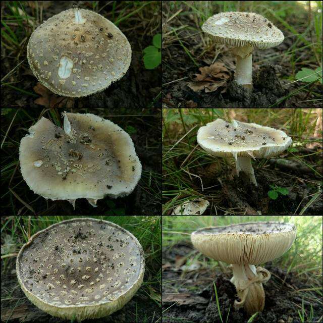 Image of Amanita franchetii (Boud.) Fayod 1889