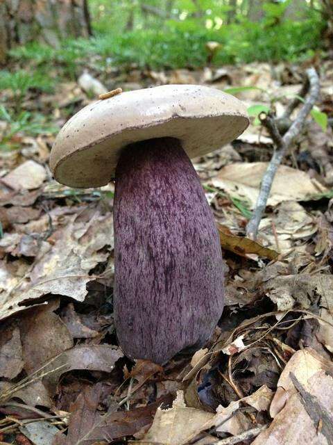 Imagem de Tylopilus plumbeoviolaceus (Snell & E. A. Dick) Snell & E. A. Dick 1941