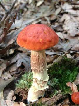 Image de <i>Leccinum longicurvipes</i>