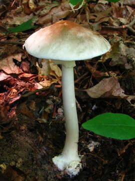 Image of Amanita brunnescens G. F. Atk. 1918