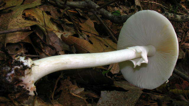 Image of Amanita brunnescens G. F. Atk. 1918