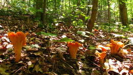 Image of Cantharellus lateritius (Berk.) Singer 1951