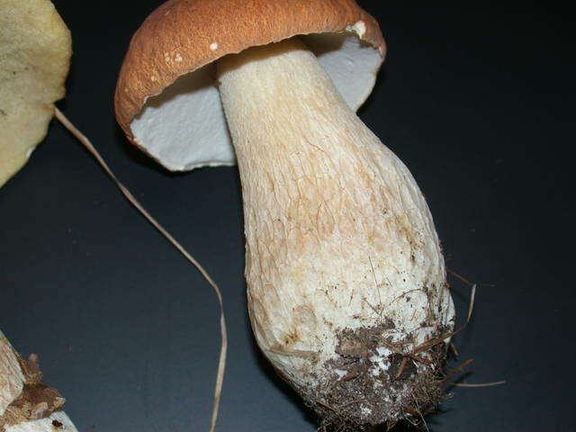 Imagem de Boletus nobilissimus Both & R. Riedel 2000