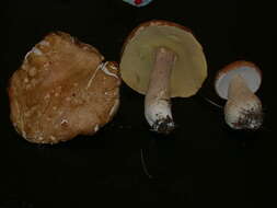 Imagem de Boletus nobilissimus Both & R. Riedel 2000