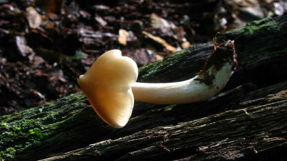 Imagem de Entoloma strictius (Peck) Sacc. 1887