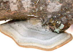 Image of Trametes