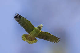 Image of Yellow-naped Amazon