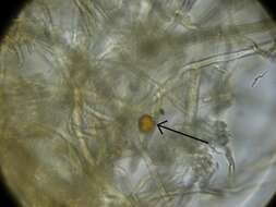 Image of Ganoderma weberianum (Bres. & Henn. ex Sacc.) Steyaert 1972