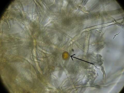 Image of Ganoderma weberianum (Bres. & Henn. ex Sacc.) Steyaert 1972