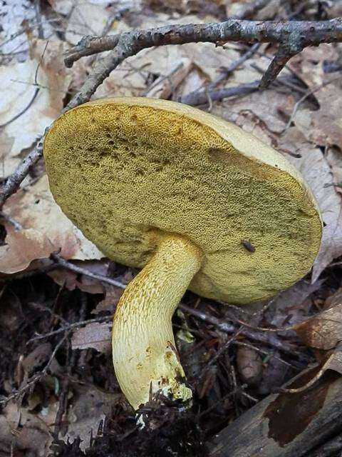 Image of Retiboletus