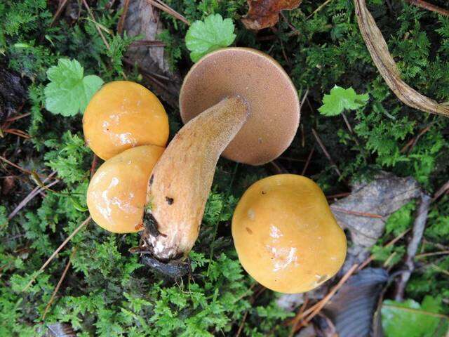 Image de Suillus punctipes (Peck) Singer 1945