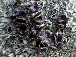 Image of xanthoparmelia lichen