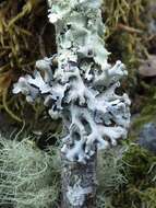 Image of Powder-headed tube lichen