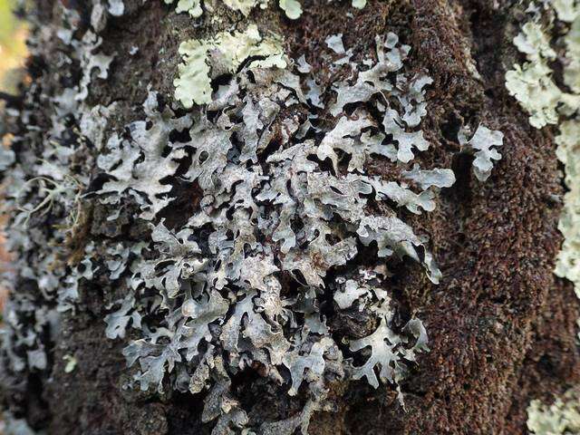 Image of shield lichen