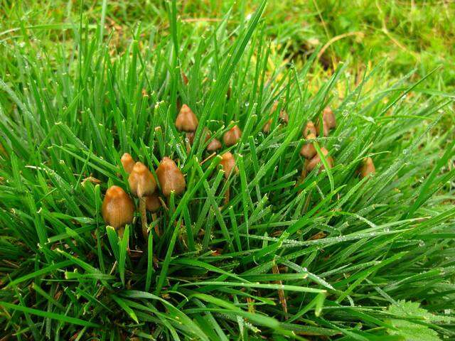 Plancia ëd Psilocybe semilanceata (Fr.) P. Kumm. 1871