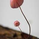 Слика од Marasmius haematocephalus (Mont.) Fr. 1838