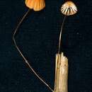 Image of Marasmius brunneoaurantiacus Antonín & Buyck 2006