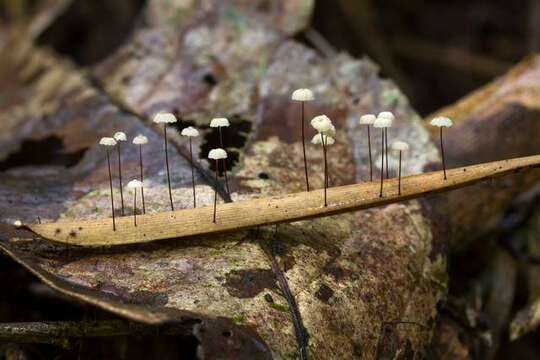 Image of Marasmius rotalis Berk. & Broome 1873