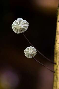 Imagem de Marasmius rotalis Berk. & Broome 1873