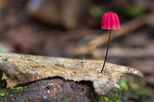 Image of Marasmius