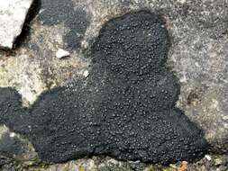 Image of Blackthread lichen