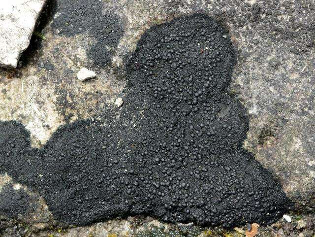 Image of Blackthread lichen