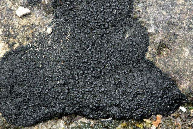 Image of Blackthread lichen