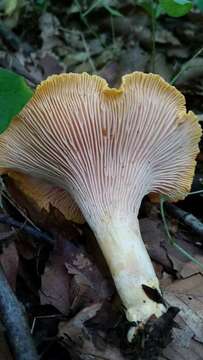 Image of Cantharellus phasmatis Foltz & T. J. Volk 2013