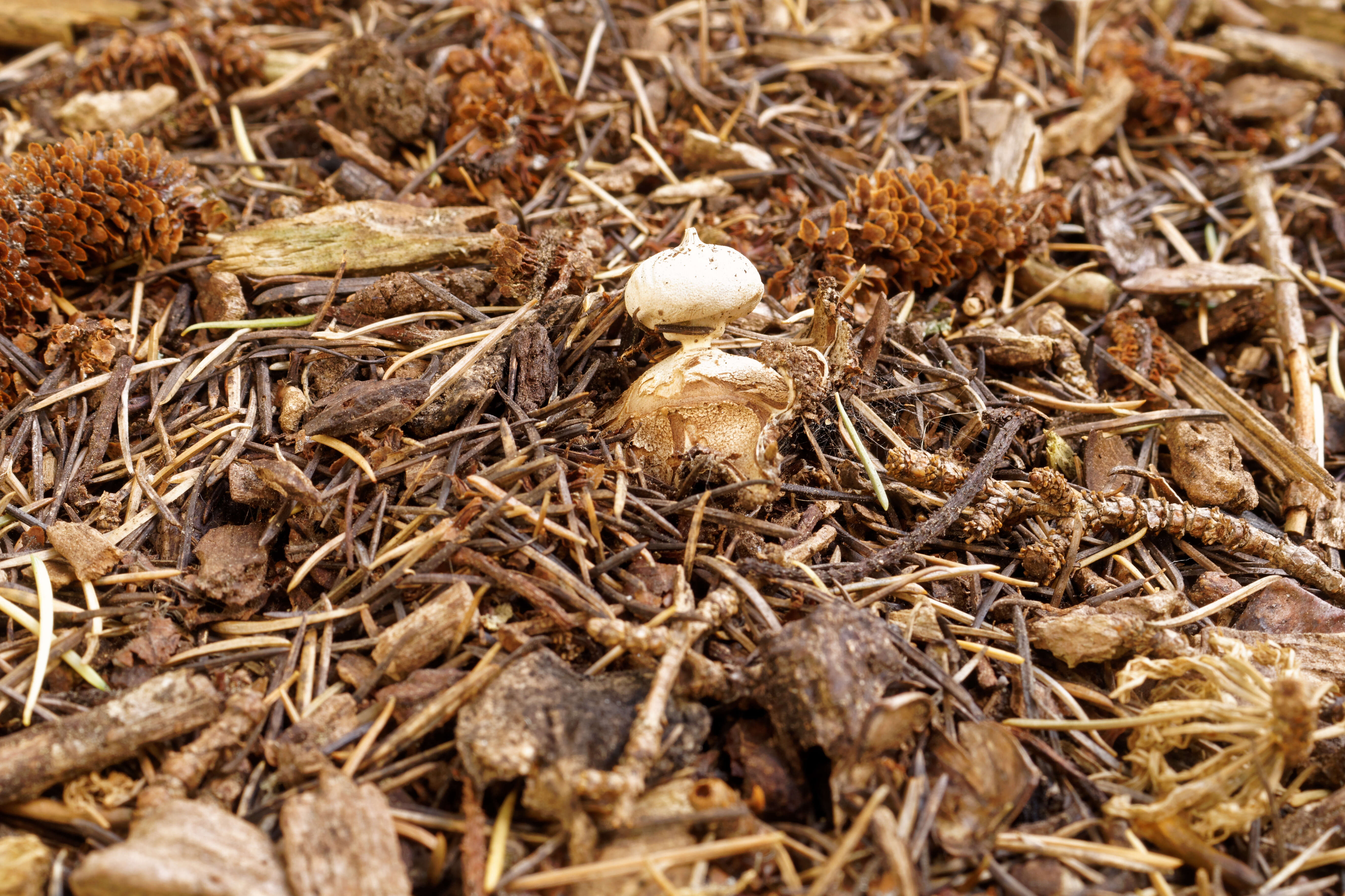 Image of Geastrum campestre Morgan 1887