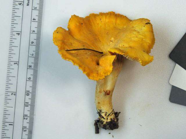 Image of Cantharellus phasmatis Foltz & T. J. Volk 2013