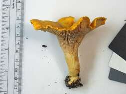 Image of Cantharellus phasmatis Foltz & T. J. Volk 2013