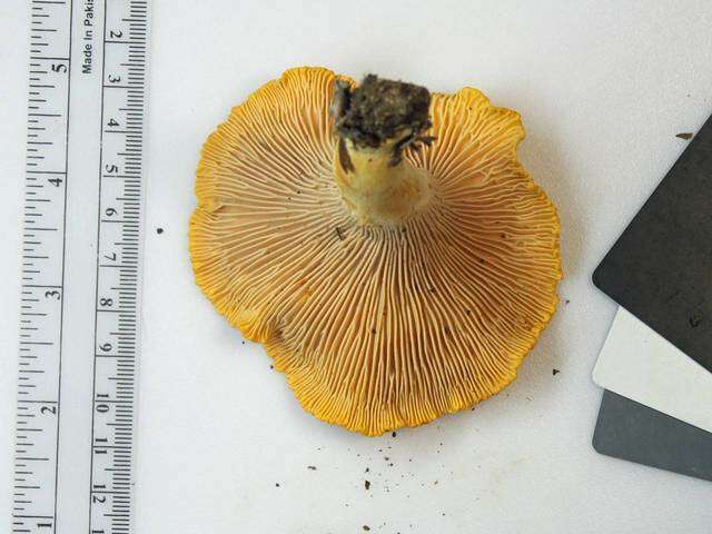 Image of Cantharellus phasmatis Foltz & T. J. Volk 2013