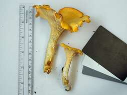 Image of Cantharellus phasmatis Foltz & T. J. Volk 2013