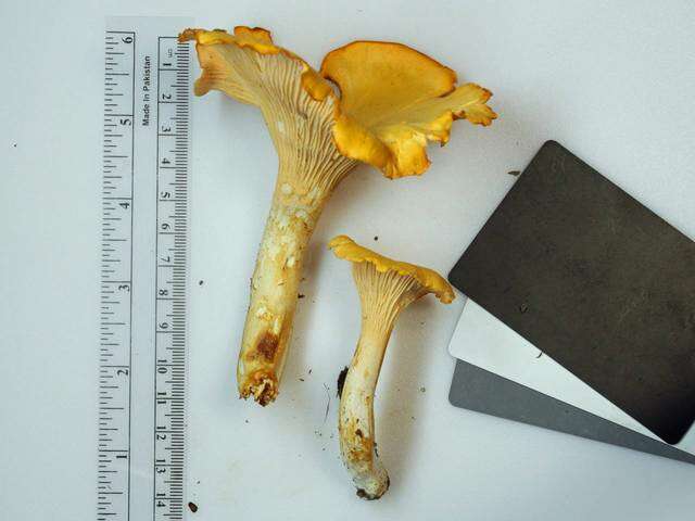 Image of Cantharellus phasmatis Foltz & T. J. Volk 2013