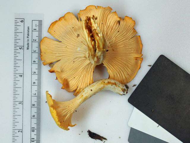 Image of Cantharellus phasmatis Foltz & T. J. Volk 2013