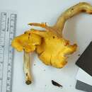 Image of Cantharellus phasmatis Foltz & T. J. Volk 2013