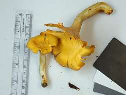 Image of Cantharellus phasmatis Foltz & T. J. Volk 2013