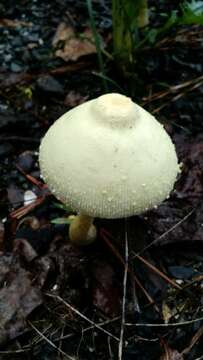 Image of Agaricaceae