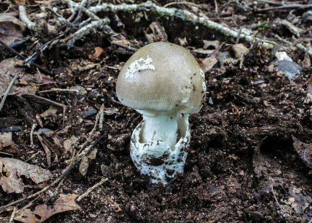 Image de Amanita spreta (Peck) Sacc. 1887