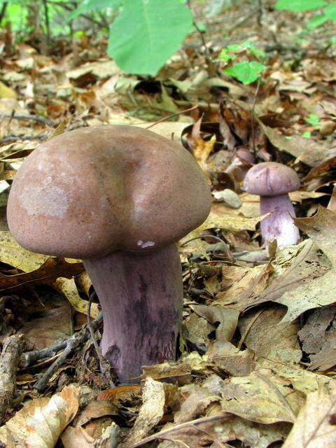 Image of Tylopilus plumbeoviolaceus (Snell & E. A. Dick) Snell & E. A. Dick 1941