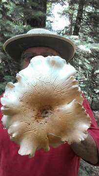 صورة Leucopaxillus