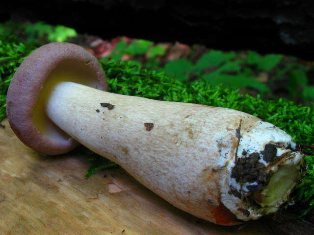 Image of Reddish brown bitter bolete