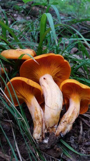 Image of Omphalotus